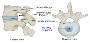 Nucleus Pulposus and Anulus Fibrosus