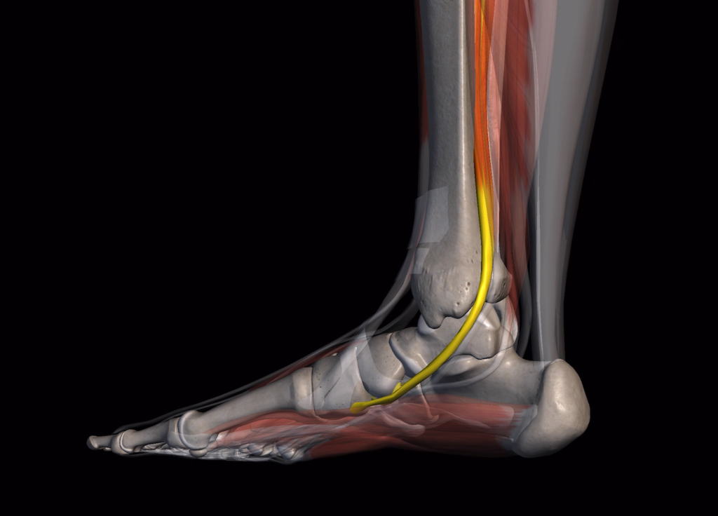 Posterior Tibial Tendon