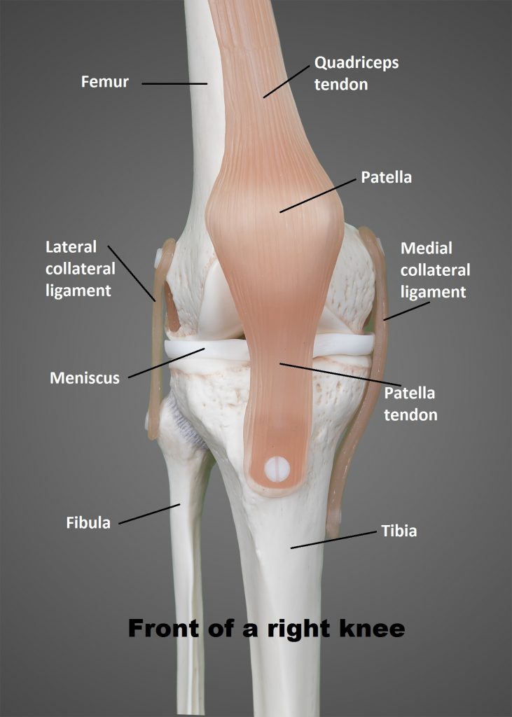 Knee Anatomy Model