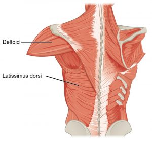 Latissimus Dorsi